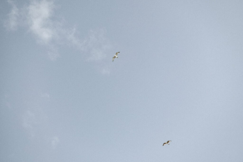 Zwei Möwen fliegen am klaren Himmel über Lanzarote, passend zum Strand-Engagement.